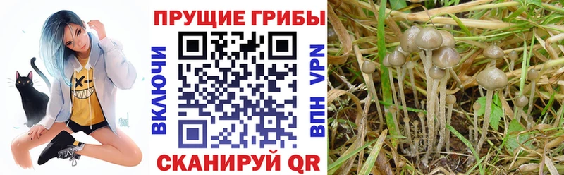 дарк нет состав  Вышний Волочёк  Галлюциногенные грибы MAGIC MUSHROOMS 